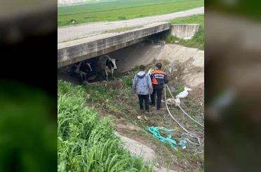 Köyden kaçan iki inek itfaiye ekiplerince yakalandı 