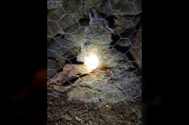 Koyun sürüsüne saldıran kurta çoban köpekleri geçit vermedi 
