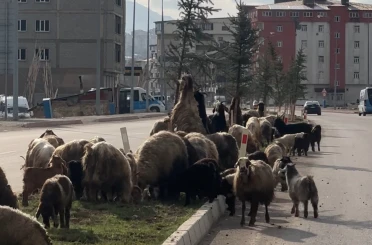 Koyunlar refüjde otladı, sürücüler bekledi 