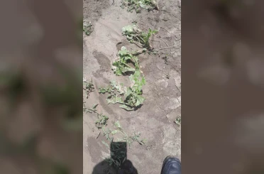 Kozaklı’da dolu ve sağanak tarım arazilerini vurdu 