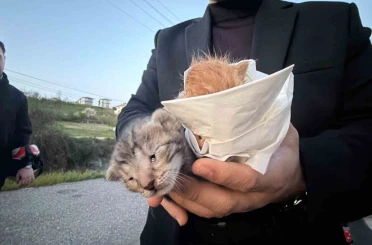 Küçük kızın duyarlılığı sayesinde 2 yavru kedi kurtarıldı 