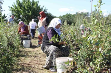 Küçük taneli büyük şifa: Aronya hasadı başladı 