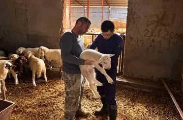 Küçükbaş hayvanlara yönelik aşılama çalışmaları sürüyor
