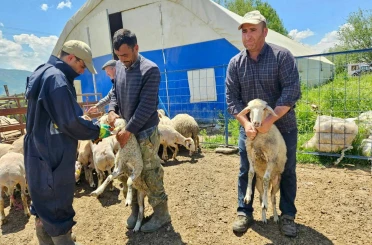 Küçükbaş hayvanlara yönelik aşılama ve küpeleme çalışmaları sürüyor 