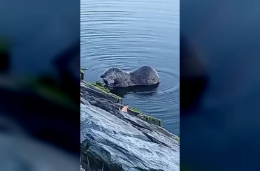 Küçükçekmece Gölü’nde su samuru balık yerken görüntülendi 