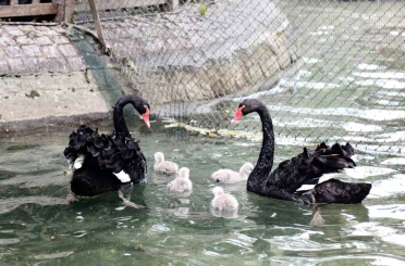 Kuğulu Park yavru kuğularıyla ilgi çekiyor 
