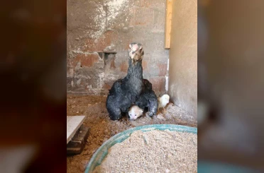 Kümesin davetsiz misafiri yavru kedi anne tavuğun altına sığındı 