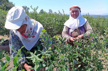 Kurak arazi devlet desteğiyle bereketli topraklara dönüştü 