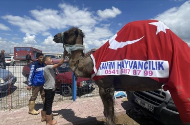 Kurban pazarının gözdesi deve 330 bin TL’ye satıldı