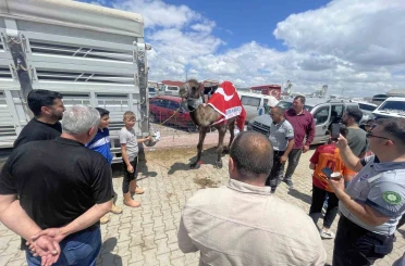Kurban pazarının gözdesi deve 330 bin TL’ye satıldı 
