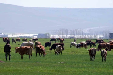Kurban satışlarında sosyal medya tuzağı 