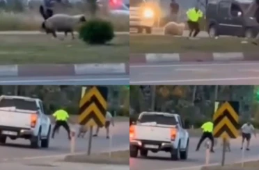 Kurbanlık koyun kaçtı, polislerin yardımıyla yakalandı 