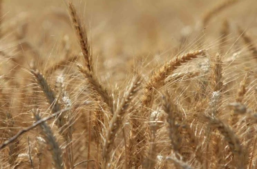 Küresel tahıl üretiminde tüm zamanların zirvesi geliyor 