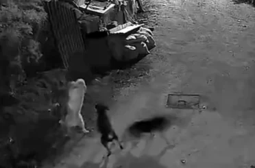 Kurtlar, indikleri köyde köpeği boğdu 