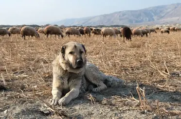 Kurtlarla mücadelede sürünün en büyük güvencesi çoban köpekleri
