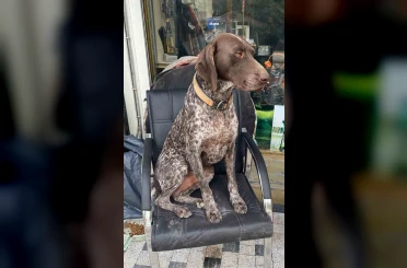 Kurzuar cinsi av köpeği kayboldu 