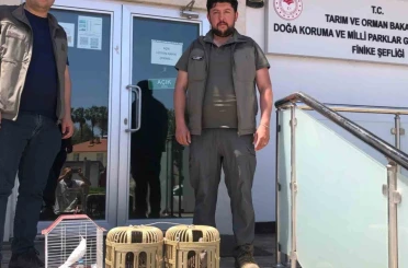 Kuş denetiminde kafeslerdeki keklik ve papağanlara el konuldu 