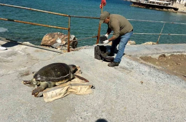 Kuşadası Körfezi’nde ‘deniz kaplumbağası’ alarmı 