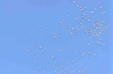 Kuşların dans şeklindeki gösterisi görenleri mest etti 