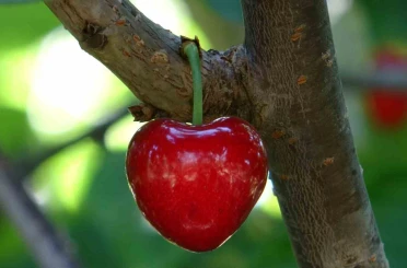 Küslere müjde, 1 hafta sonra kalpli kirazlar kalpleri tamir etmeye geliyor 