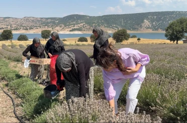 Kütahya’da 5 yıllık lavanta emeğinin hasadı kadınlara umut oldu 