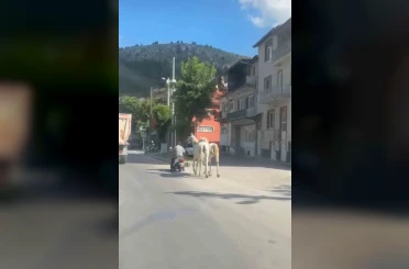Kütahya’da atları motosikletine bağlayarak ilerleyen sürücü kameraya yansıdı 