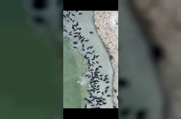 Kütahya’da mandaların serinlik molası havadan işte böyle görüntülendi 