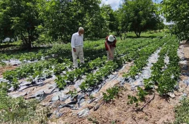 Kütahya’da nohut ve barbunya demonstrasyon alanlarında inceleme 