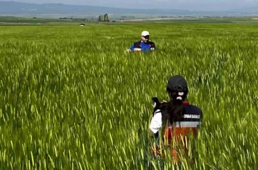 Kütahya’da sertifikalı tohumluk üretim parsellerinde tarla kontrolleri gerçekleştirildi 