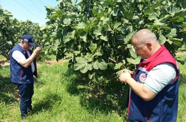 Kuyucak’ta incir üreticilerine zararlı uyarısı 