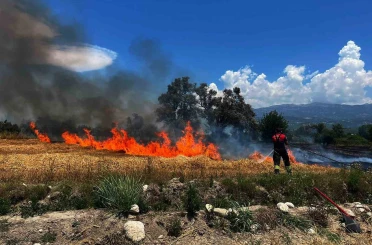 Limon bahçesindeki ot yangını 