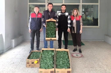 Lüleburgaz’da çiftçiye hıyar fidesi dağıtıldı 