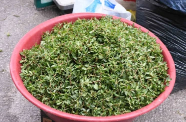 Madımak toplaması zahmetli yemesi lezzetli 