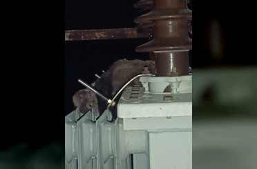 Mahalledeki elektrik kesintisinin sebebi sansar çıktı 