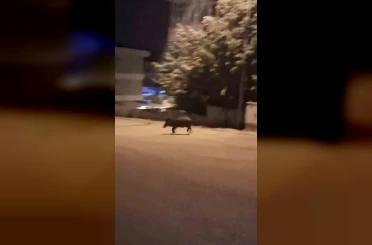 Mahalleye inen domuzları böyle kovaladı 