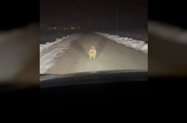 Mahalleye inen kurt, araç önünde kilometrelerce ilerledi 