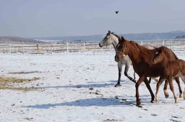 Malatya’da 2026 şampiyon adayı taylar dünyaya gelmeye başladı 