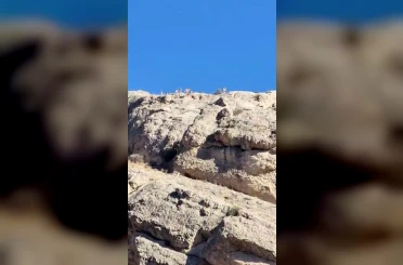 Malatya’da dağlık alanda yaban keçisi sürüsü görüntülendi 