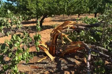 Malatya’da kayısı ağacını yıldırım parçaladı
