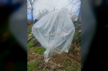 Malatya’da kayısı üreticileri zirai don için alarma geçti 