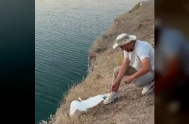 Malatya’da oltaya balık yerine martı takıldı 