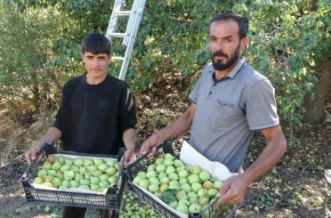 Malatya’da tescilli Akçadağ armudu hasadı başladı: Kilosu 70 TL’den alıcı buluyor 