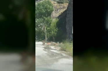 Malatya’da yaban keçileri karayolunda görüntülendi 