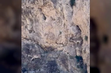 Malatya’da yaban keçileri sürü halinde görüntülendi 