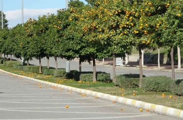 Manavgat’ta fırtına ve yağmur turunçları yollara döktü 