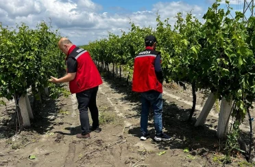 Manisa’da dolu ve selde üzüm bağları zarar gördü 