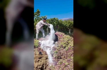 Manisa’da yasaklı ilaç kullanılan 6 ton üzüm imha edildi 