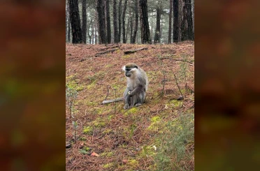 Mantar aramak için çıktığı doğada maymun buldu 