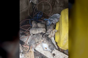 Mardin’de insanlık ölmemiş dedirten hareket: Donmak üzere olan yavruların imdadına yetişti 