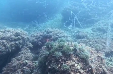 Marmara Denizi’nde yeni müsilaj alarmı 